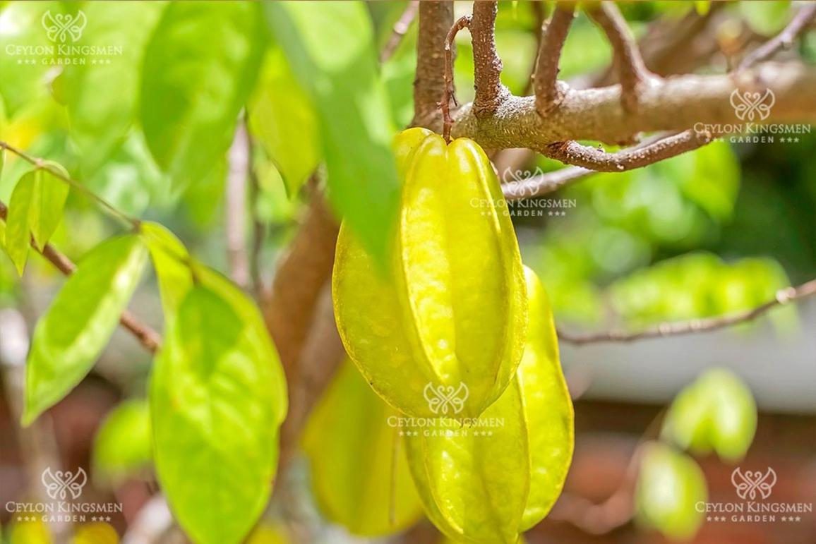 Ceylon Kingsmen Garden Hotel - Katunayake Negombo Eksteriør billede